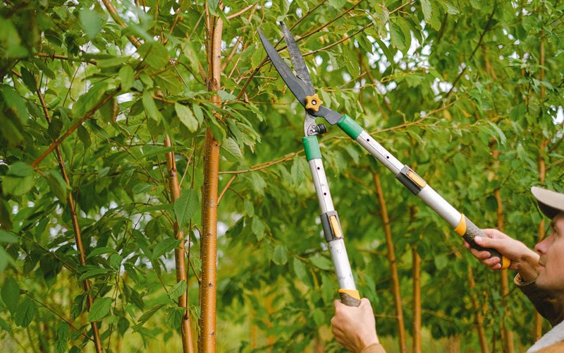 Tree trimming in Mead, WA